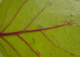 green leaf macro with red veins creating a natural background photo