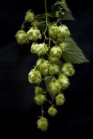 natural green hop cones on black isolated background in close-up photo