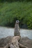small animal mammal meerkat in closeup in natural habitat photo