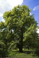 big old chestnut tree in spring with green leaves and white flowers in a natural park environment photo