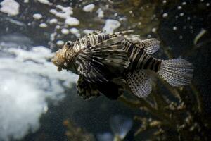 dangerous fish lionfish in a saltwater aquarium in closeup photo