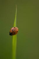 little red with black dots ladybug on a green leaf close-up on a summer warm day photo