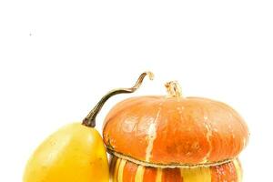 decorative small autumn pumpkins on a white isolated background photo