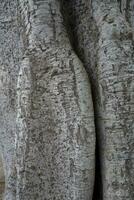 interesting bark of a tree in close-up creating the original texture photo