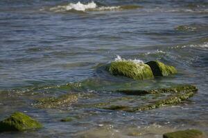 seaside landscape with a boulder overgrown with green algae and waves of the sea in the background photo