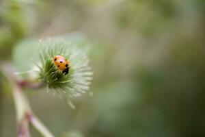 little red ladybug with black dots on a green axis on a warm summer day photo