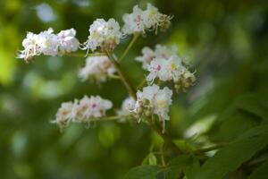 white flower of blooming chestnut tree among spring green leaves photo