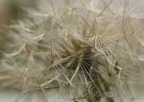 delicate, dandelion, growing, green, lawn, warm, rays, summer sun photo