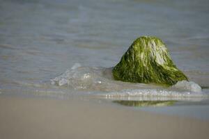 seaside landscape with a boulder overgrown with green algae and waves of the sea in the background photo