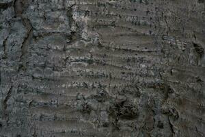 interesting bark of a tree in close-up creating the original texture photo