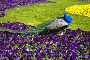 portrait of a male peacock bird among colorful flowers in a summer garden photo