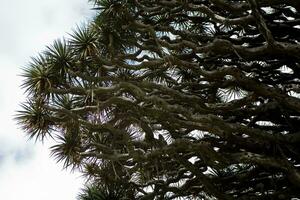 original dragon dracaena tree growing on the Spanish Canary Island Tenerife in a natural habitat photo