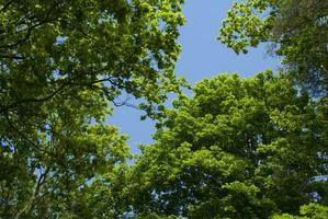 despejado azul cielo rodeado por verano verde ramas de arboles foto