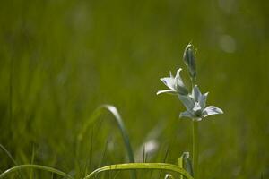 small spring white flowers bells growing in the garden among green grass photo