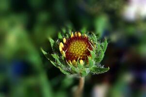 beautiful bud of a wild flower on a green background in close-up on a warm summer day photo