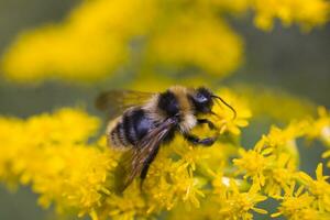 pequeño abeja en un amarillo verano flor en el prado en un verano día, foto