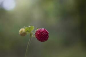 tasty wild red wild strawberry among green leaves in the forest photo