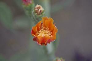 curious little orange flower cactus flower in close-up in natural habitat photo