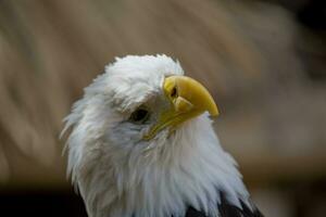 A portrait of a bird of prey American eagle on a neutral beige background photo