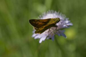 pequeño marrón mariposa sentado en el púrpura flor en el prado en un verano día foto