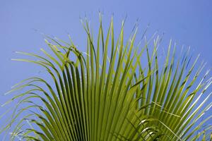 peaceful idyllic background with blue sky and green palm leaves photo