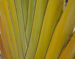 green palm leaf forming an interesting original natural background photo