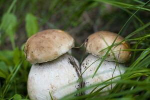 autumn mushrooms in the wild in the green grass in the forest photo