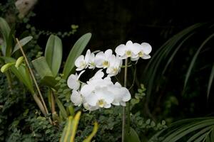 delicate colorful flowers orchids growing in a natural environment in botanical orchard photo