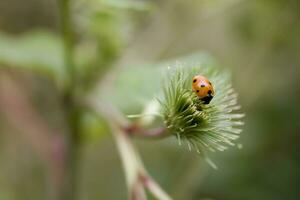 little red ladybug with black dots on a green axis on a warm summer day photo