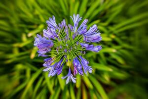 flower on a background of green grass in the garden photo