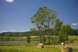 calm idyllic summer landscape with tree meadow and bales of straw on a warm day photo