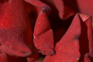 red background with rose flower petals in close-up photo