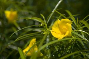 delicate yellow flower among green leaves on a warm sunny day photo