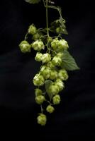 natural green hop cones on black isolated background in close-up photo