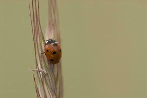 small delicate ladybug in closeup sitting on a rye ears on a neutral background photo