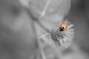 little red ladybug with black dots on a green axis on a warm summer day photo