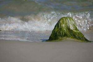 playa paisaje con un roca descuidado con verde algas y olas de el mar en el antecedentes foto