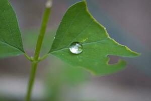 little rain drops on a green leaf on a meadow on a summer day photo