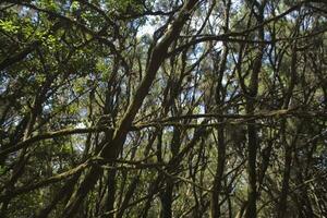 original terciario bosque en el Español en el canario isla de la gomera foto