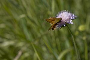 little brown butterfly sitting on the purple flower in the meadow on a summer day photo