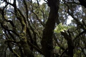 original tertiary forest on the Spanish on the Canary island of La Gomera photo