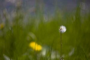 dandelion growing on a warm spring day against the backdrop of a green meadow outdoors in close-up photo