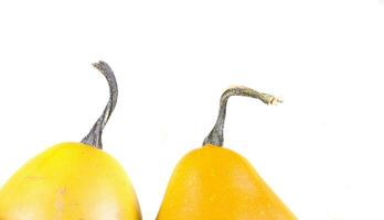 decorative small autumn pumpkins on a white isolated background photo