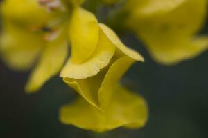 yellow flower growing in the meadow among green leaves on a warm sunny day photo