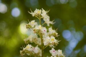 white flower of blooming chestnut tree among spring green leaves photo