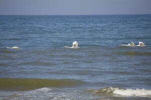 landscape of the Polish Baltic Sea with blue water and the key of white swan birds in flight photo