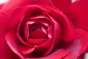 red background with rose flower petals in close-up photo