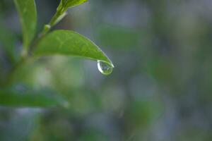 little rain drops on a green leaf on a meadow on a summer day photo