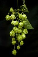 natural green hop cones on black isolated background in close-up photo