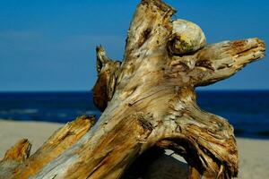 sea landscape with a trunk in the foreground photo